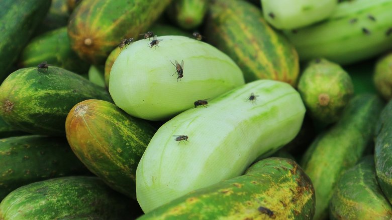 Cucumbers with flies