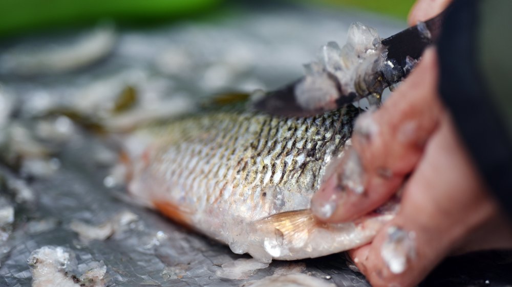 A fish being cleaned