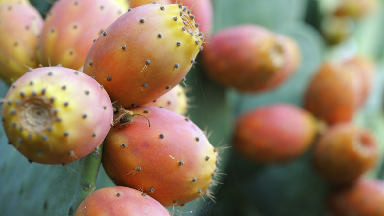 prickly pear cactus fruit