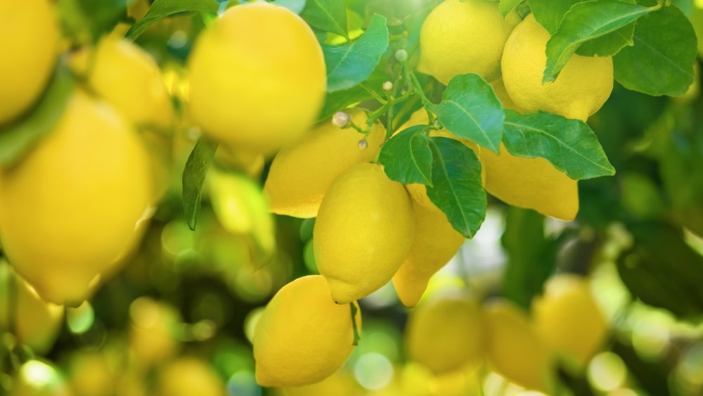 Lemons on the tree