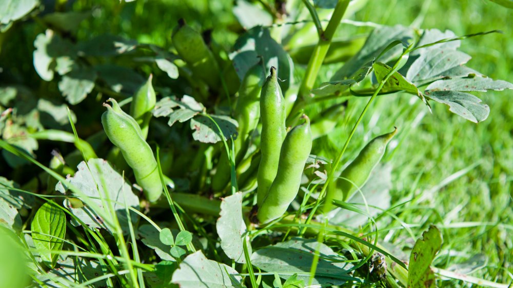 Broad beans on the plant
