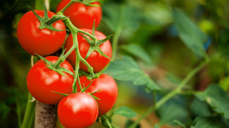 Tomato plant 