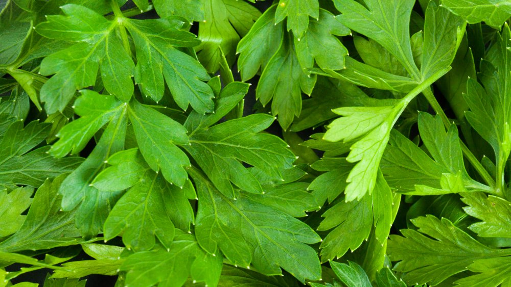 Italian parsley