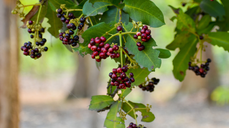 Allspice berries