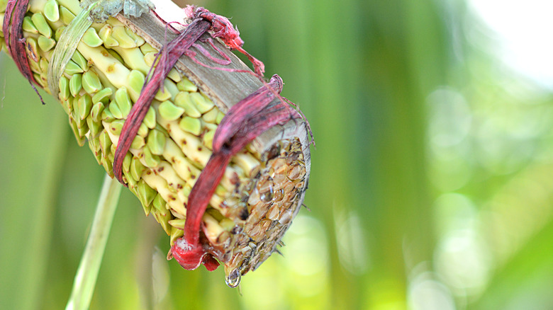 coconut nectar from cut coconut tree flower