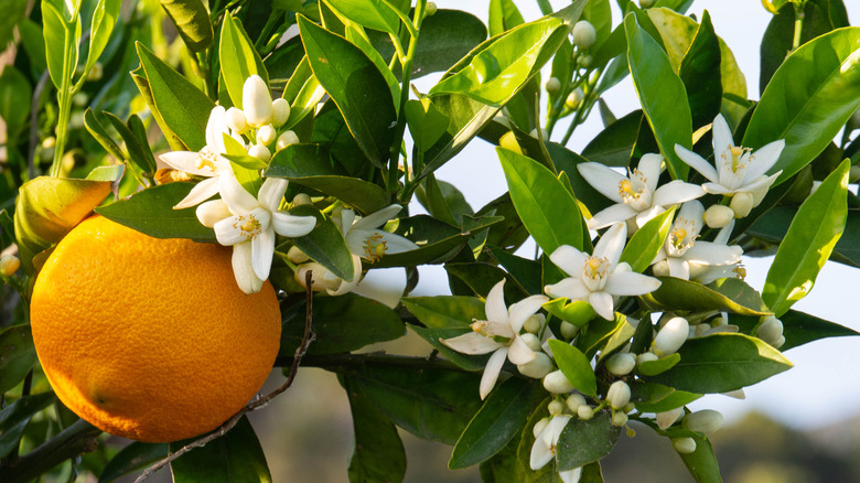 Leafy orange tree with blossoms