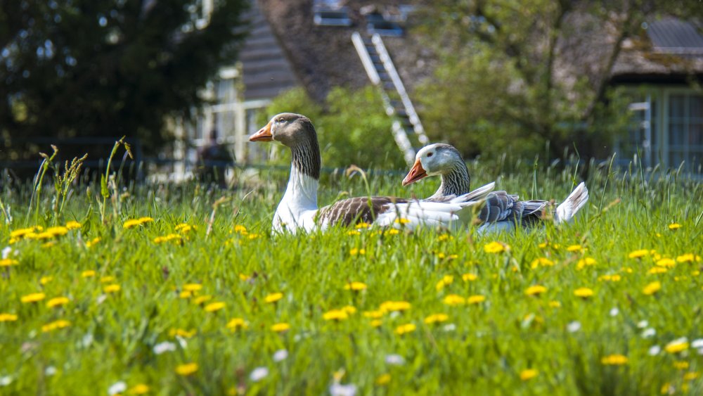 Dandelions