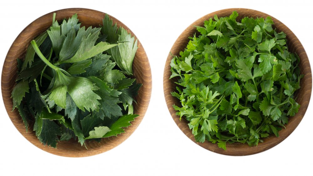 celery, basil, cilantro and other herbs in wooden bowls