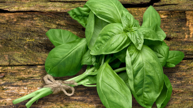 Bunch of fresh basil