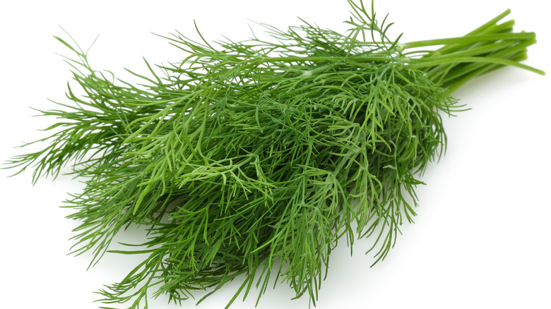 A bunch of fresh dill