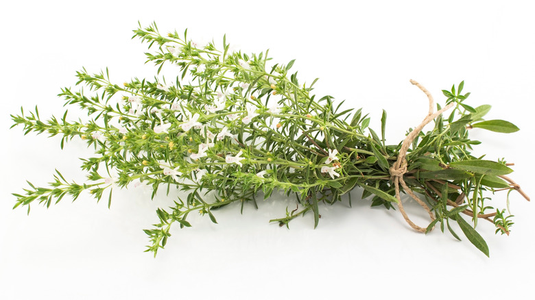 Bundle of summer savory