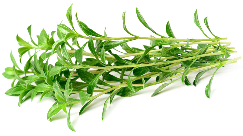 Bundle of winter savory