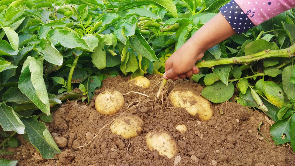 Pulling potatoes from ground