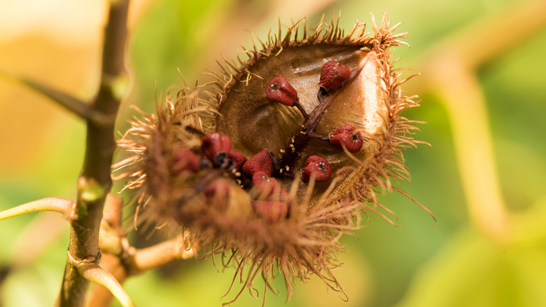 shaggy-looking Annatto tree