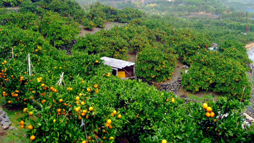 Japan mikan fields 