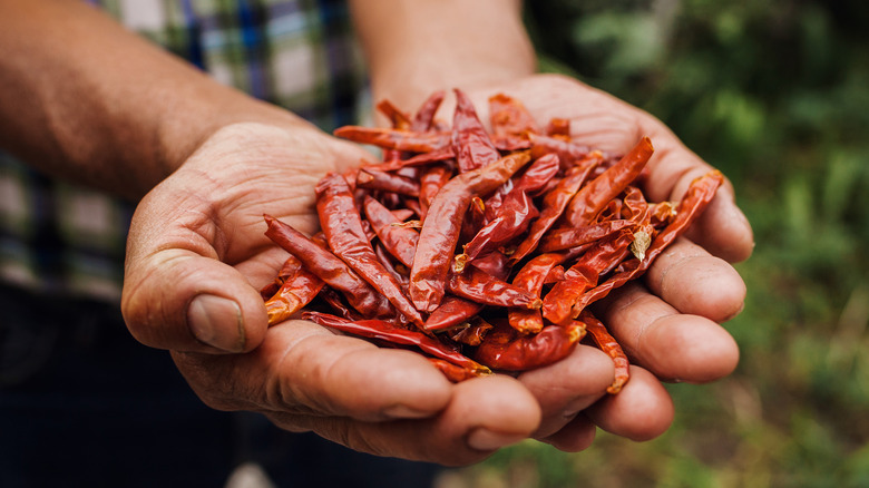 A person holding a handful of chipotle peppers 