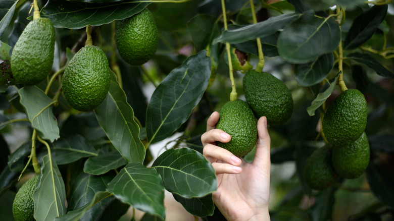 avocados on a tree