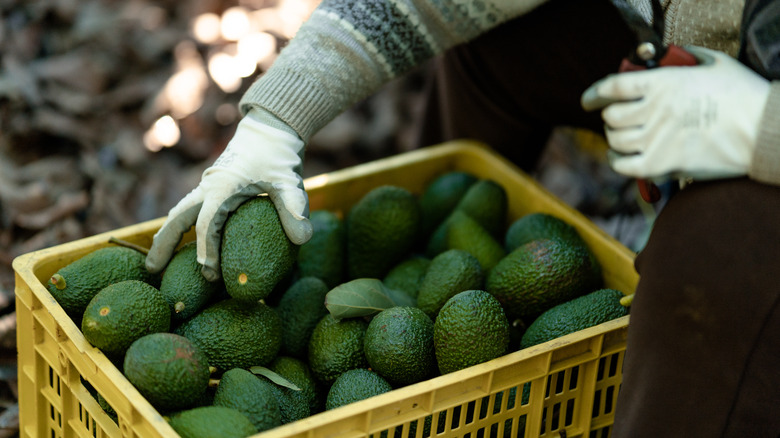 Farming avocado