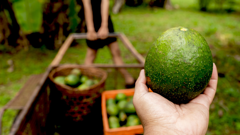 Avocado close up