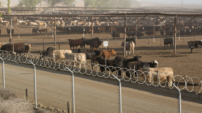 Cattle in outdoor feedlot