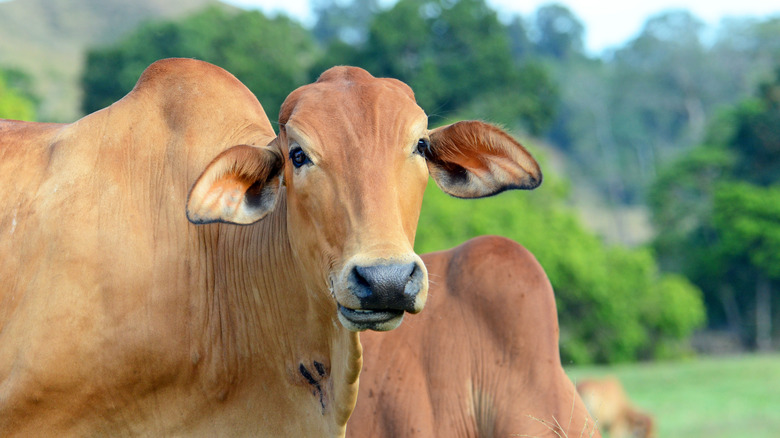 Two brown Brahmin cattle in a field