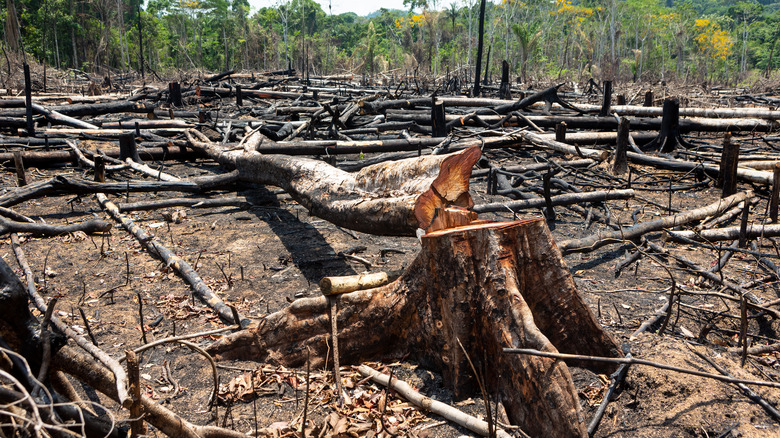 cutting in Amazon rainforest