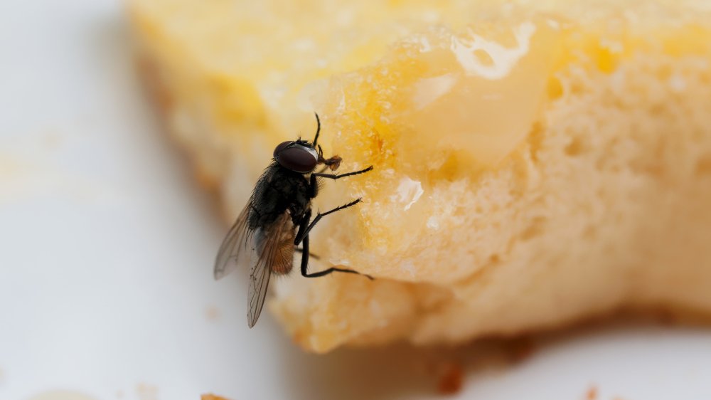 Fly on buttered bread