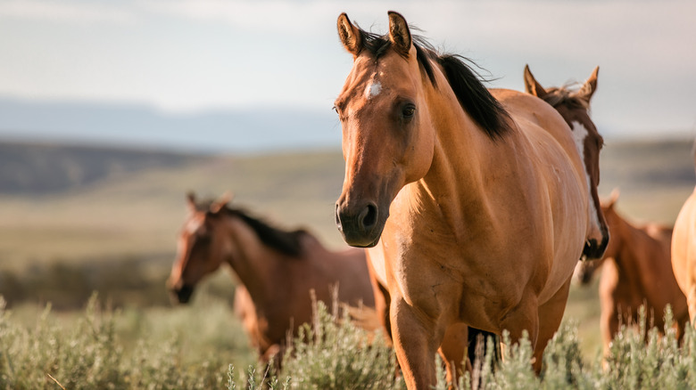 Herd of horses