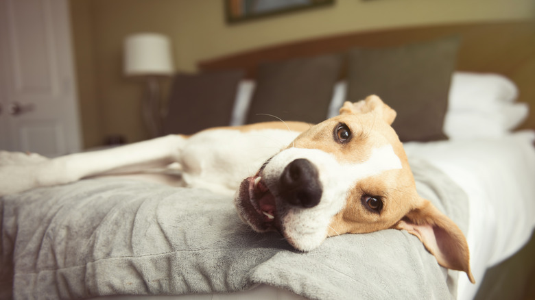 dog lying on hotel bed