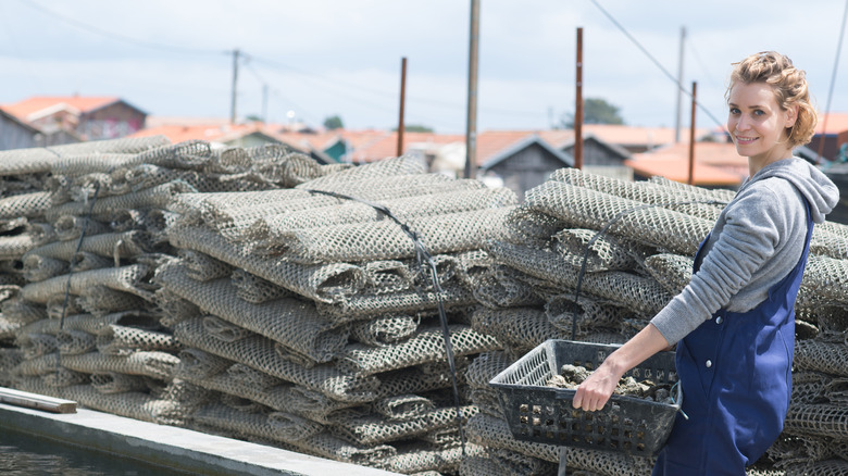 Oyster farmer carrying a tray of oysters