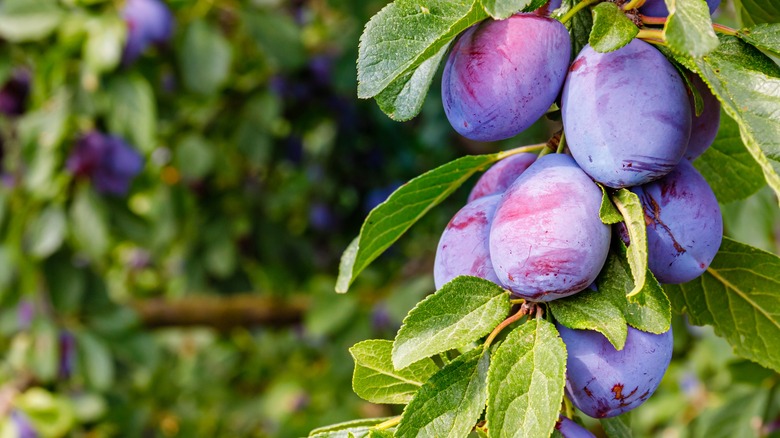 Plums hanging on a tree 