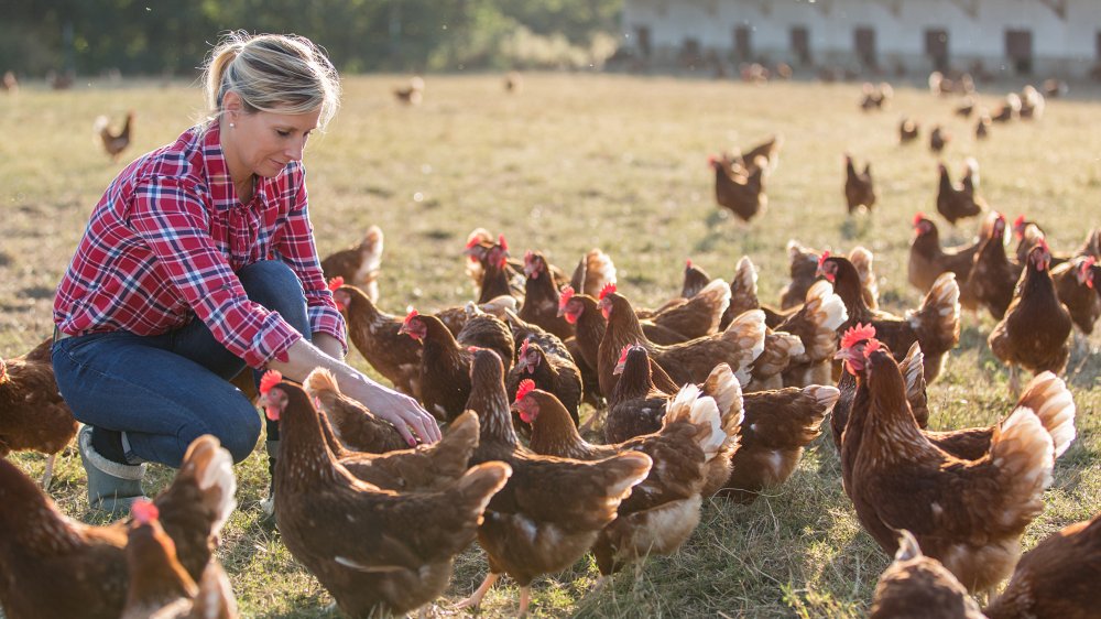 Hens with outdoor access