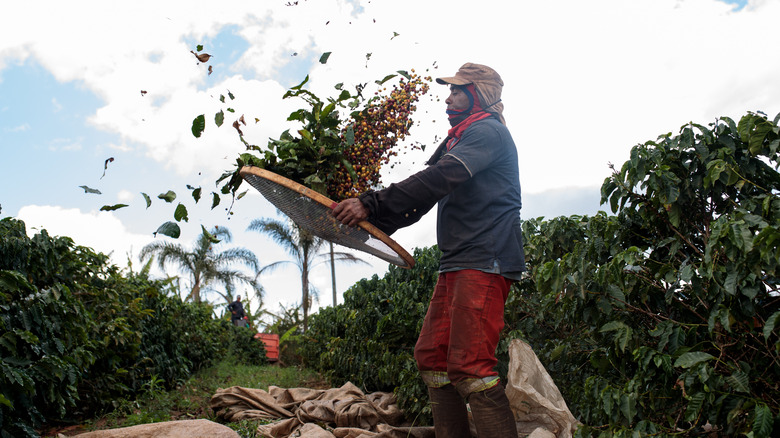 Farmer sieves coffee cherries