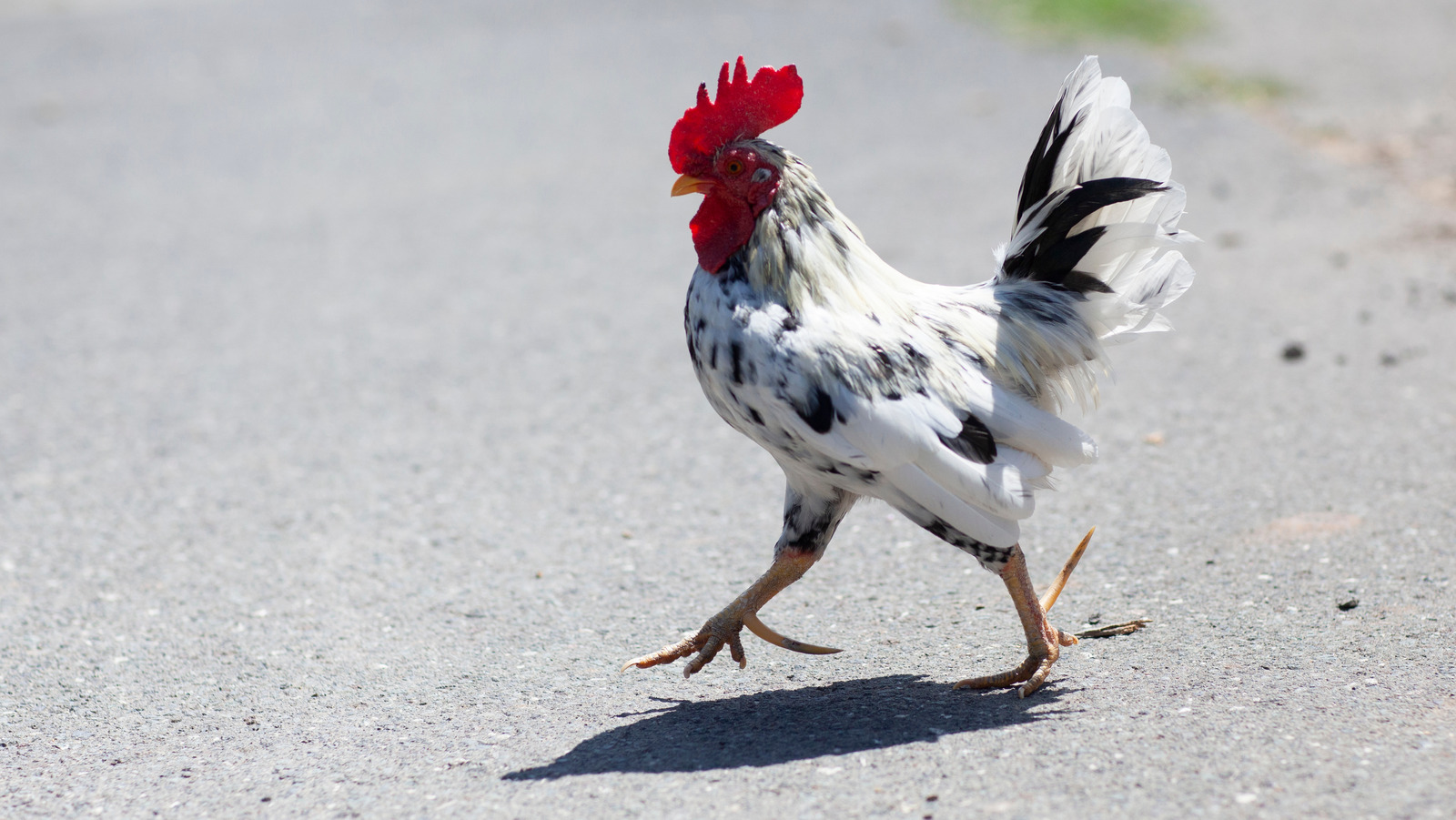 How Chicken Fat Ended Up On The Streets Of Mississippi