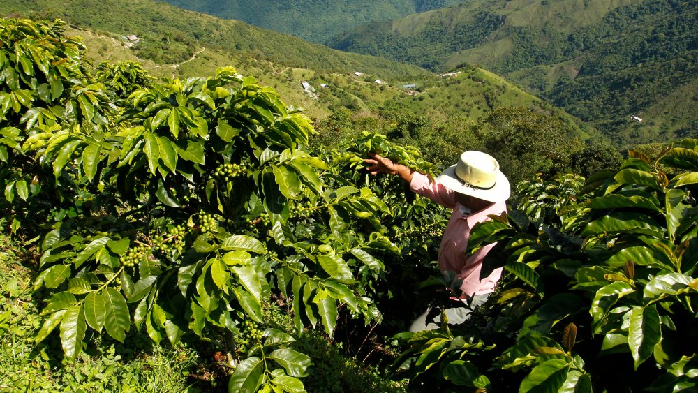 Coffee farmer in Colombia inspects plants
