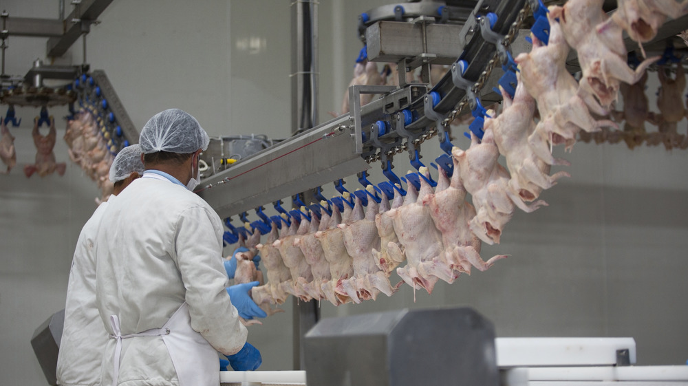 Inspecting chickens at factory