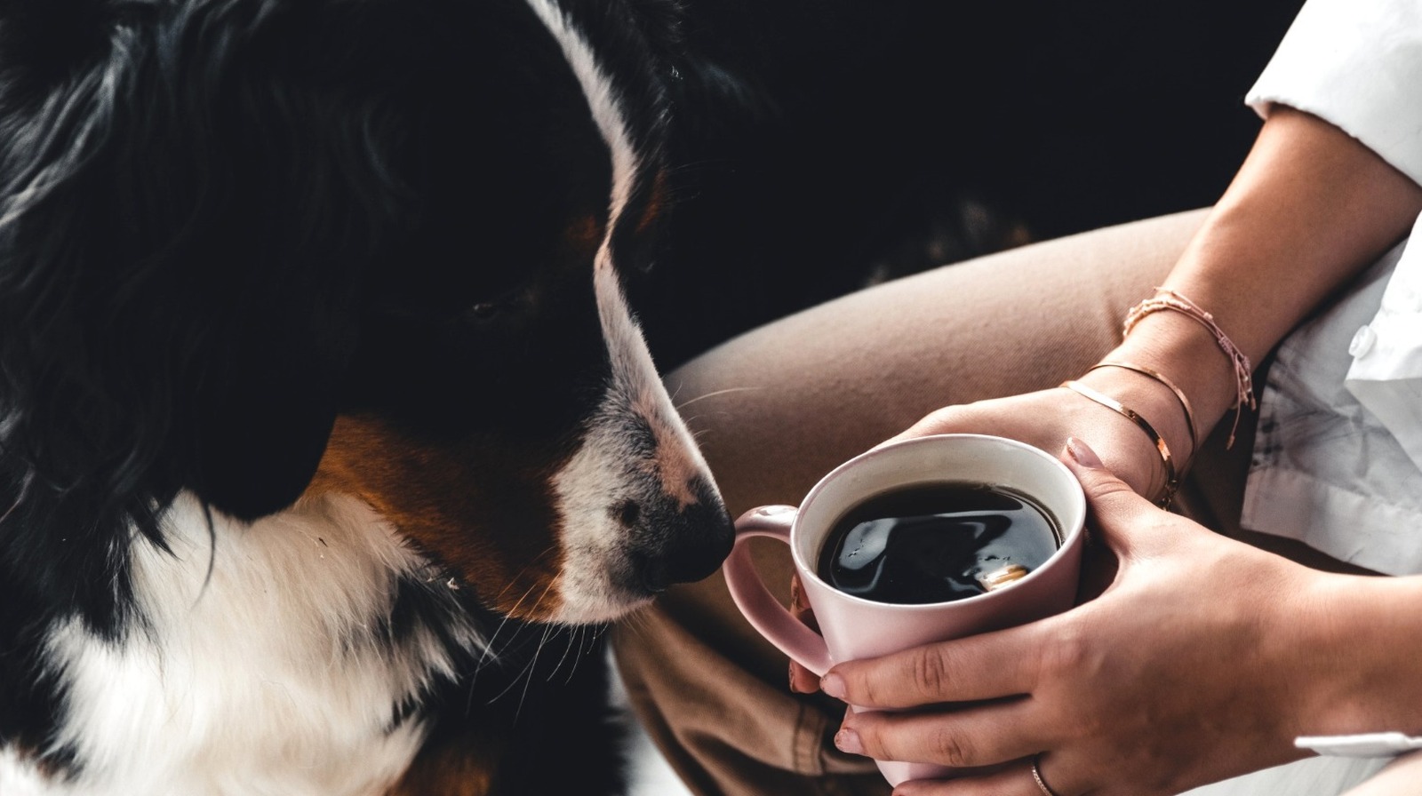 How Dangerous Is It If Your Pets Drink Coffee?