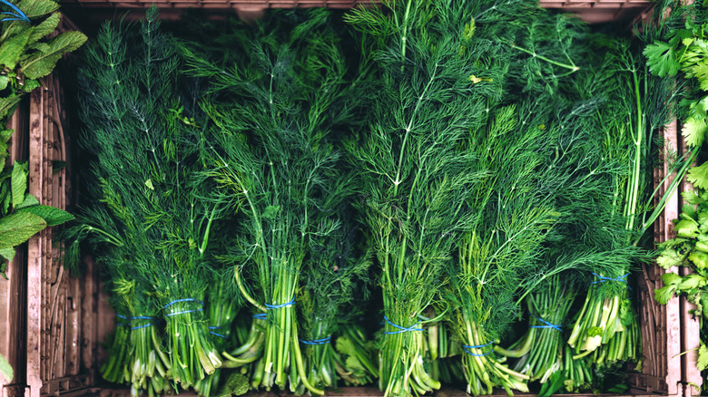 Bundles of fresh dill in a rustic wood crate