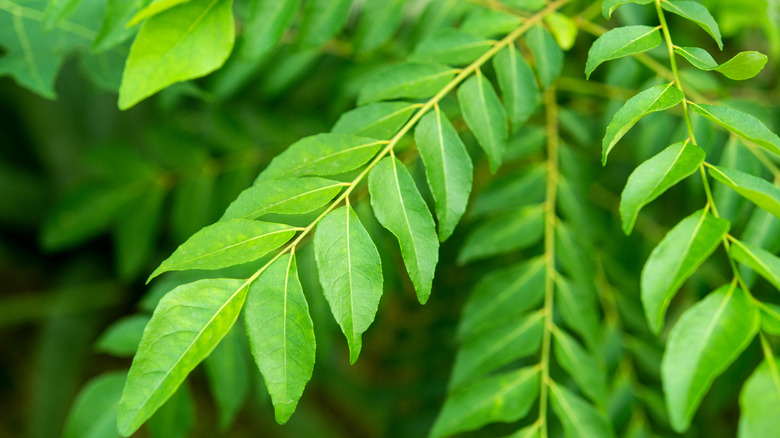 Green curry leaves on the tree