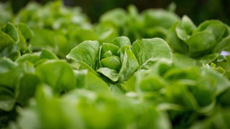 Lettuce field