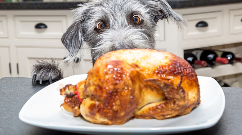 Dog staring at a rotisserie chicken on a countertop