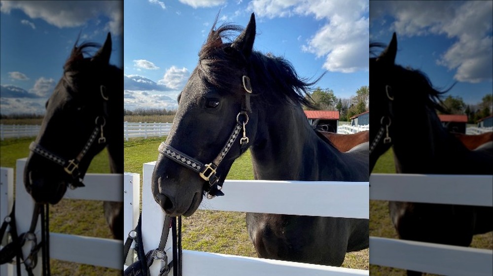 Ophir Sternberg's horse Bond