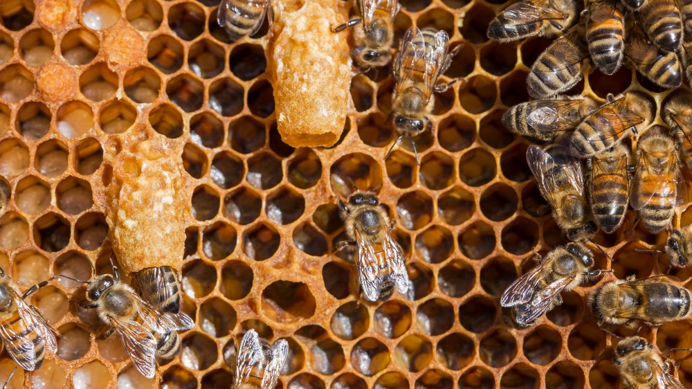 mike's hot honey works with a family owned apiary