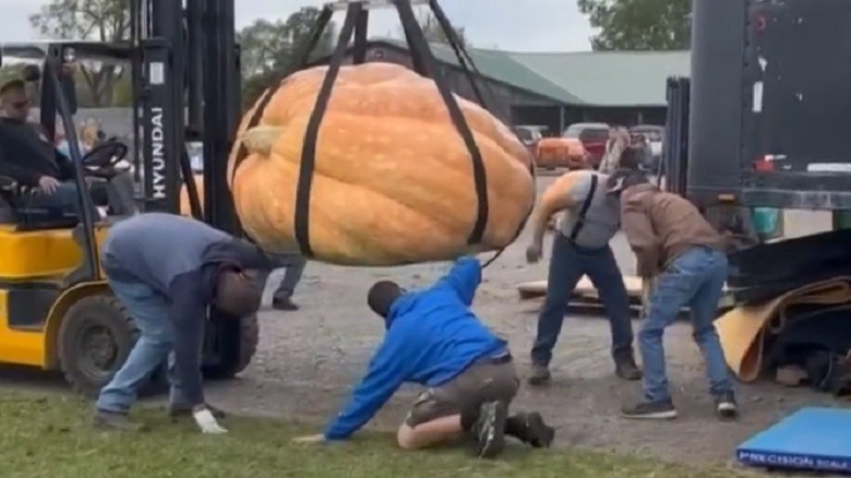 Giant pumpkin