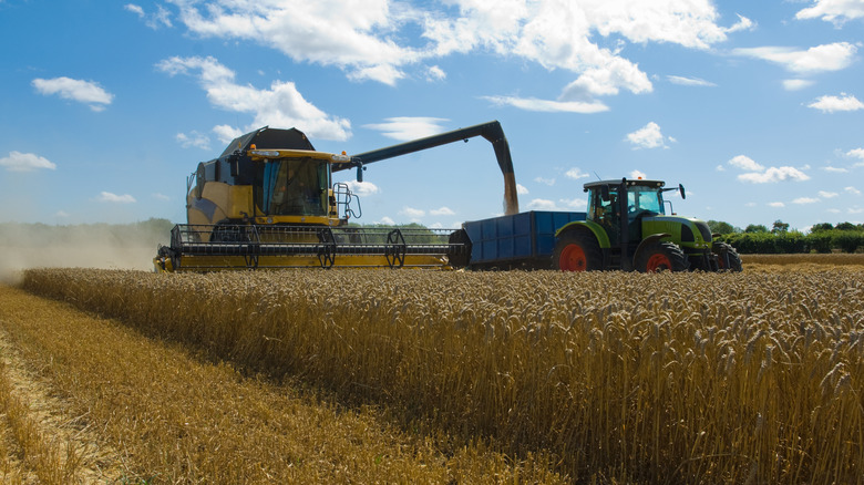 Wheat harvester in a field