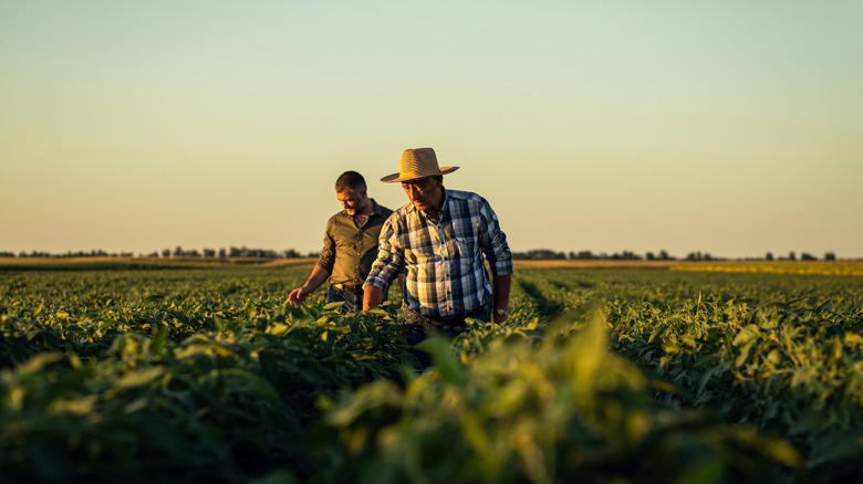 Farmers in a crop field