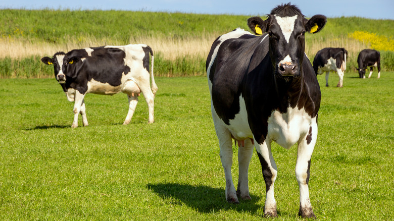 Cows in a grassy field