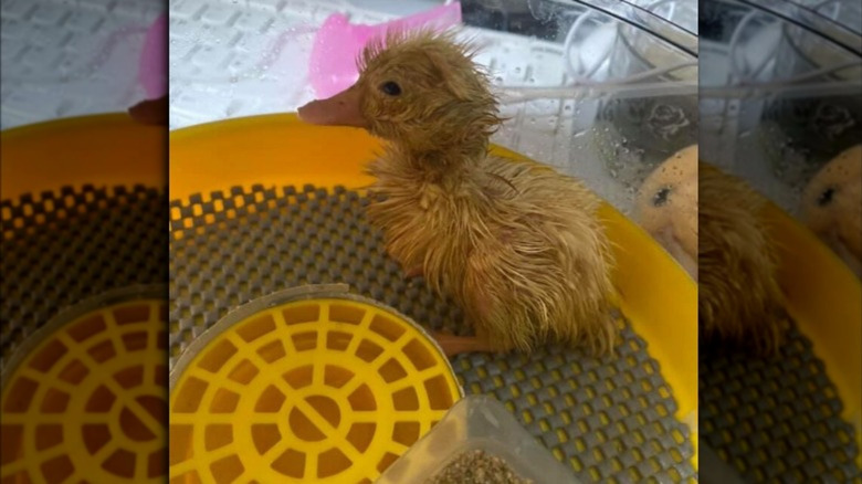 Hatched baby duck