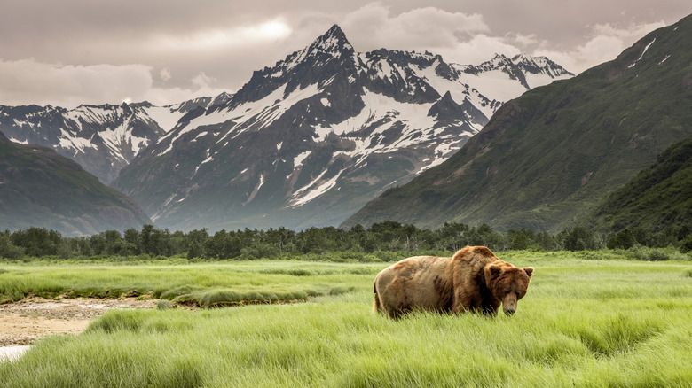 Grizzly bear with mountains in the background