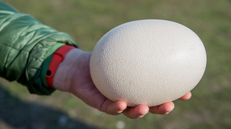 person holding ostrich egg